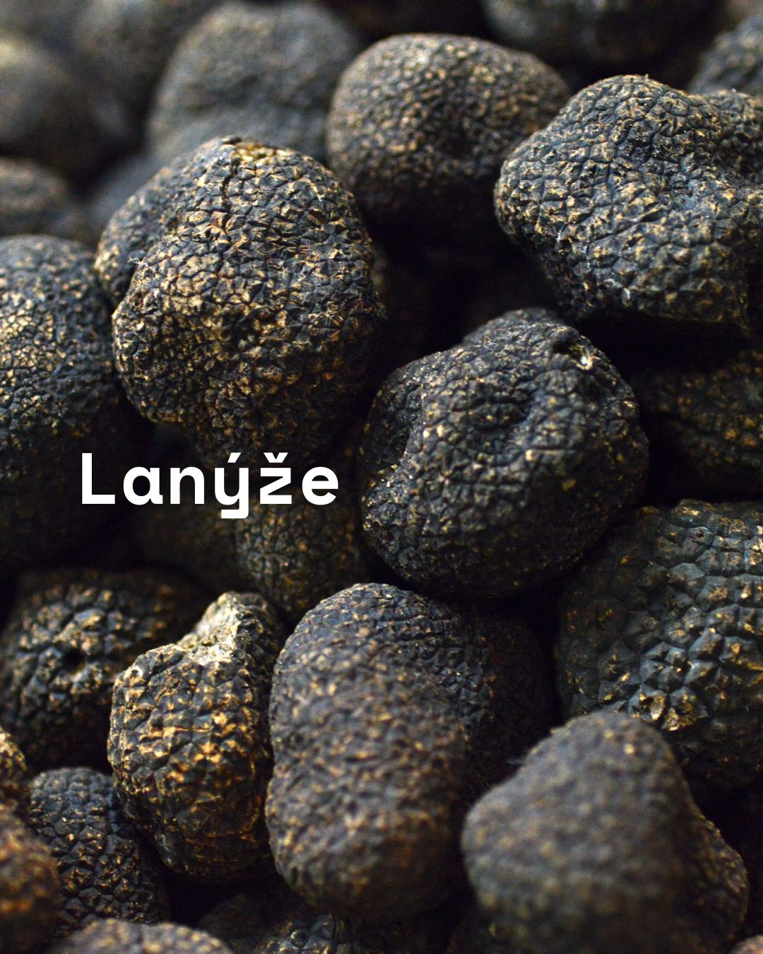 Přejít na článek